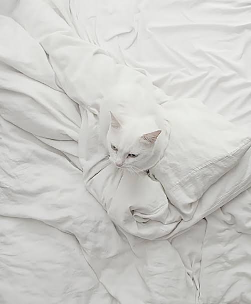 黒猫の擬態
