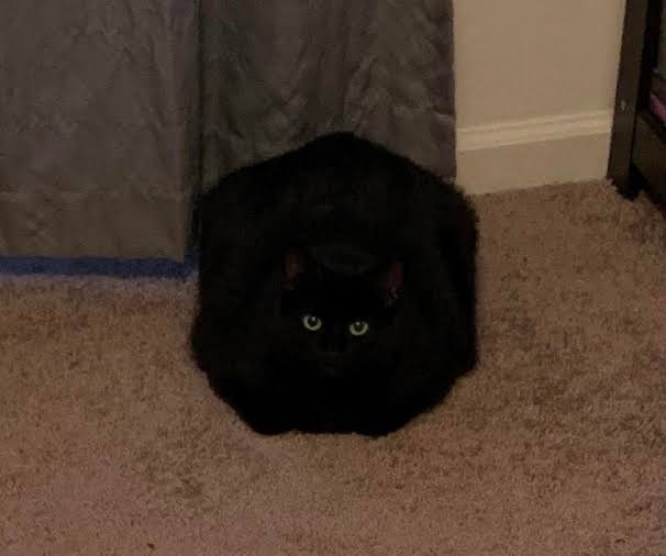 黒猫の擬態