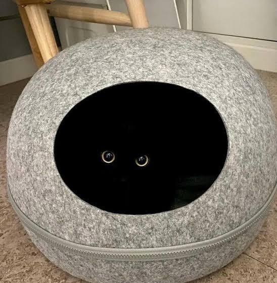 黒猫の擬態