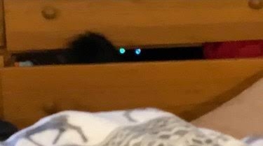 黒猫の擬態