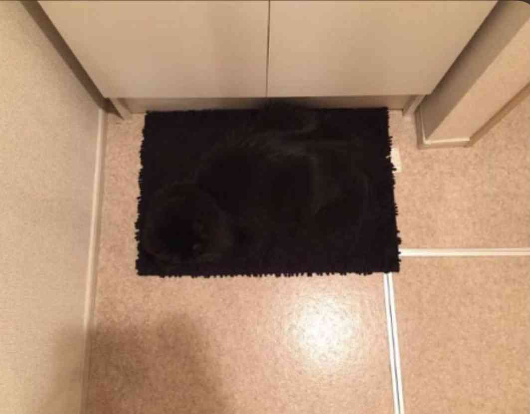 黒猫の擬態