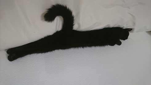 黒猫の擬態