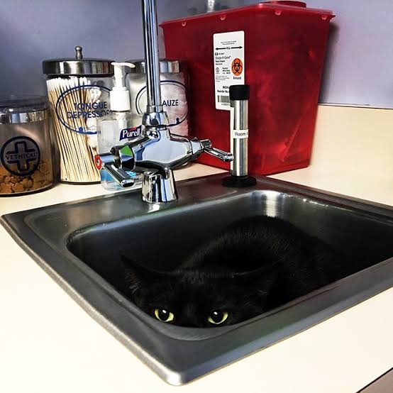 黒猫の擬態