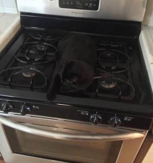 黒猫の擬態