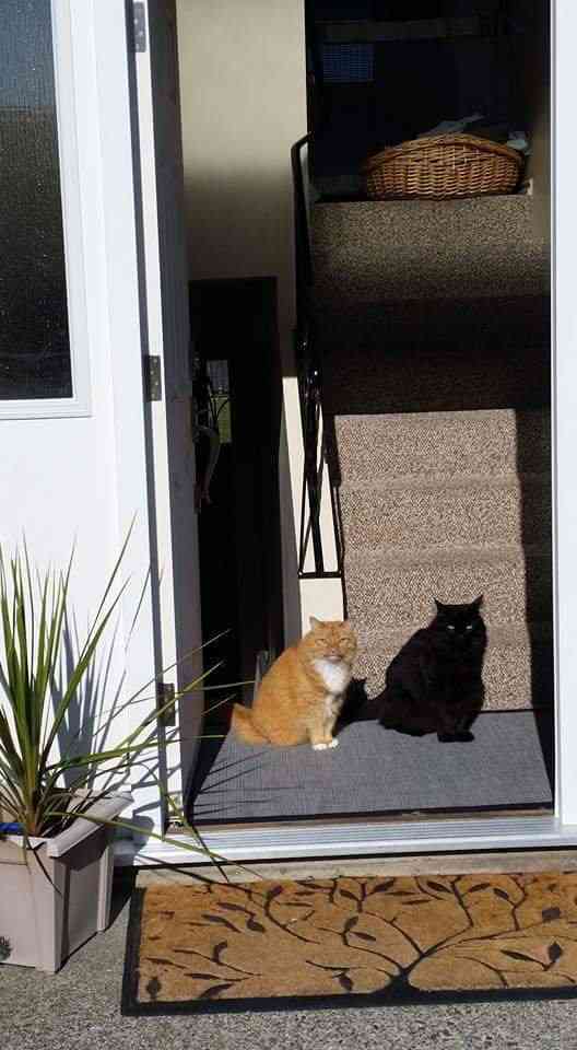 黒猫の擬態