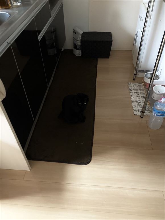 黒猫の擬態