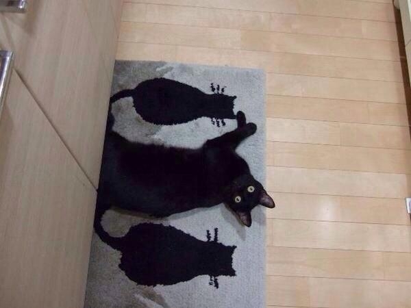 黒猫の擬態