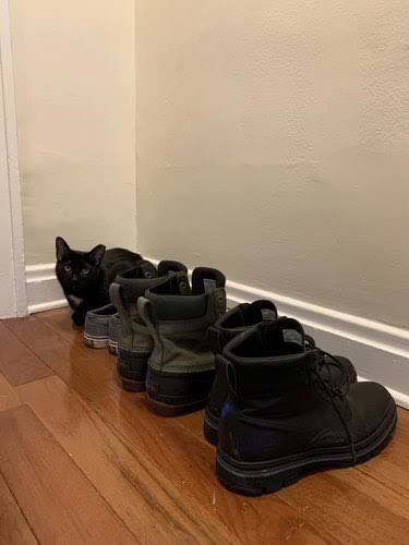 黒猫の擬態