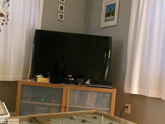 黒猫の擬態
