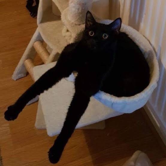 黒猫の擬態