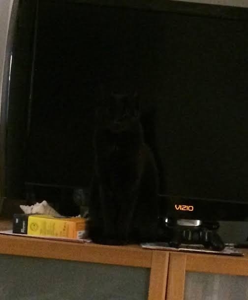 黒猫の擬態