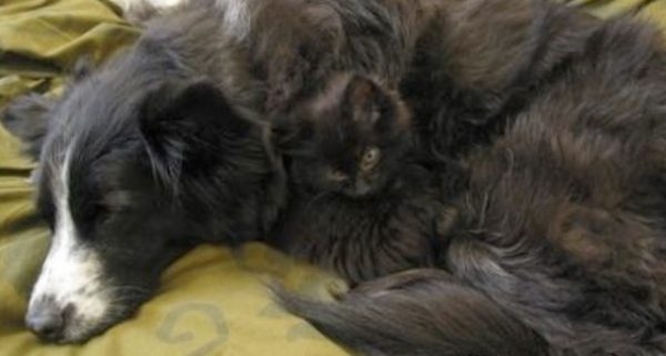 黒猫の擬態