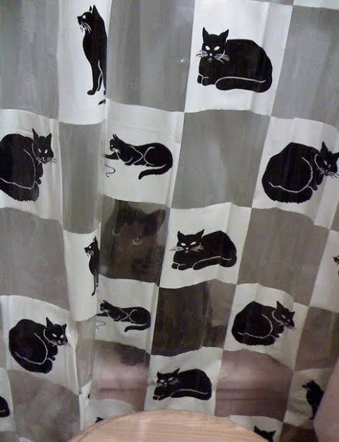 黒猫の擬態