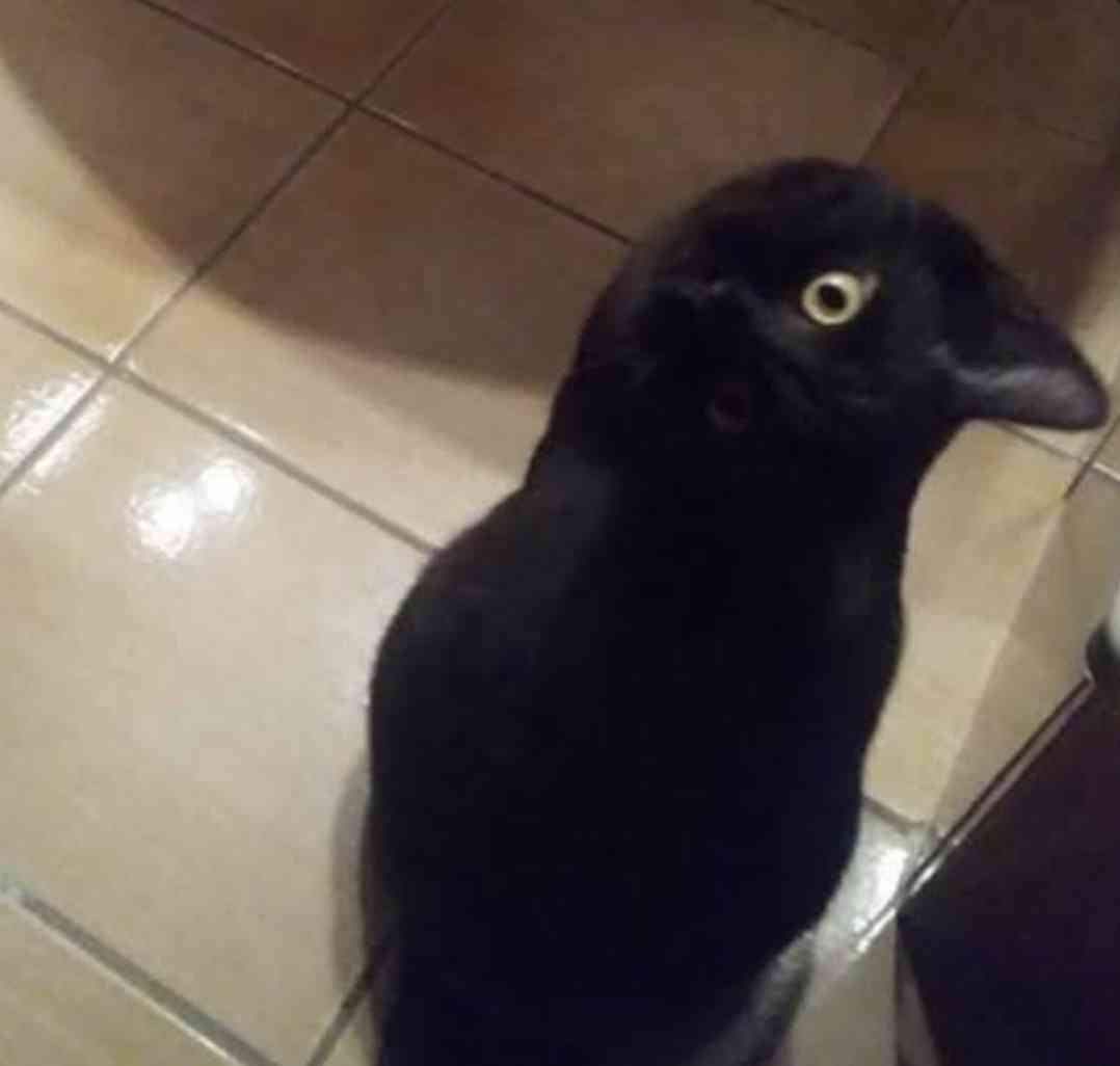黒猫の擬態