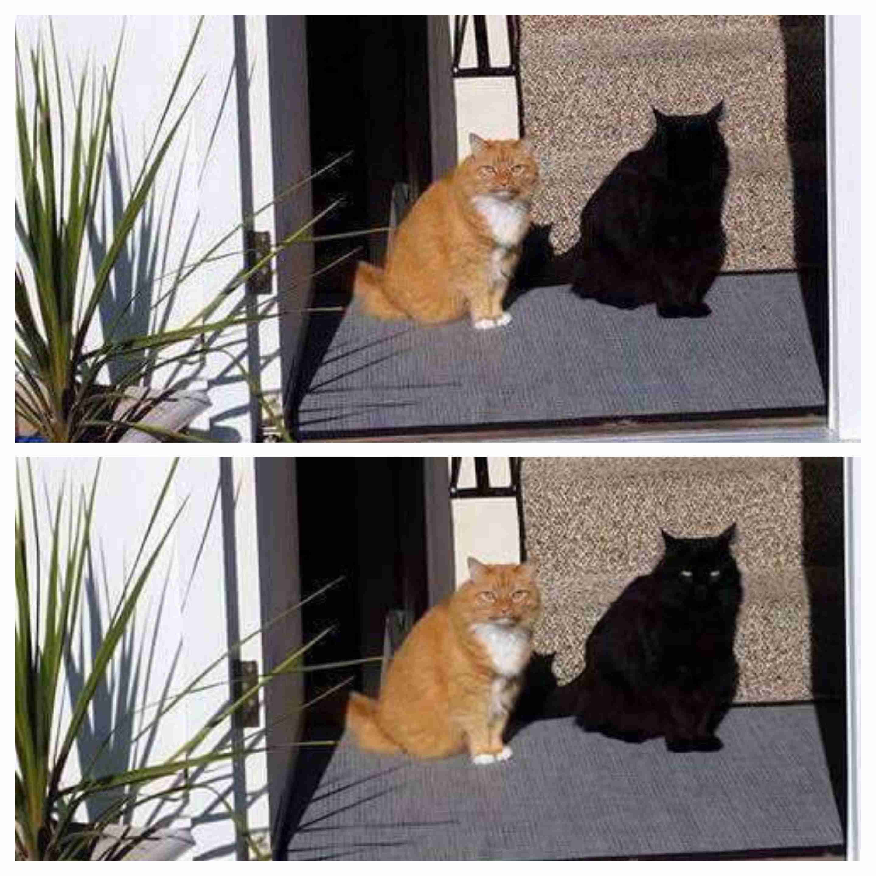 黒猫の擬態