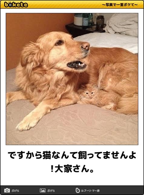黒猫の擬態
