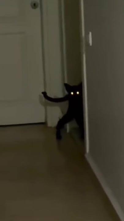 黒猫の擬態