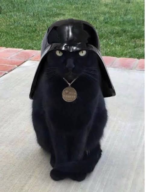 黒猫の擬態
