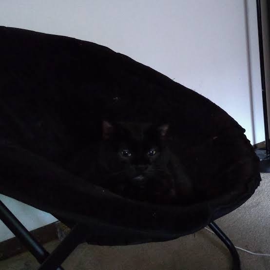 黒猫の擬態