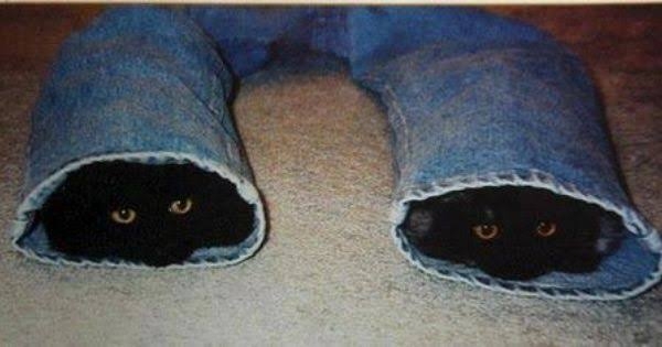 黒猫の擬態