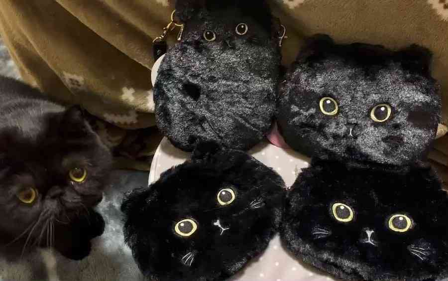 黒猫の擬態