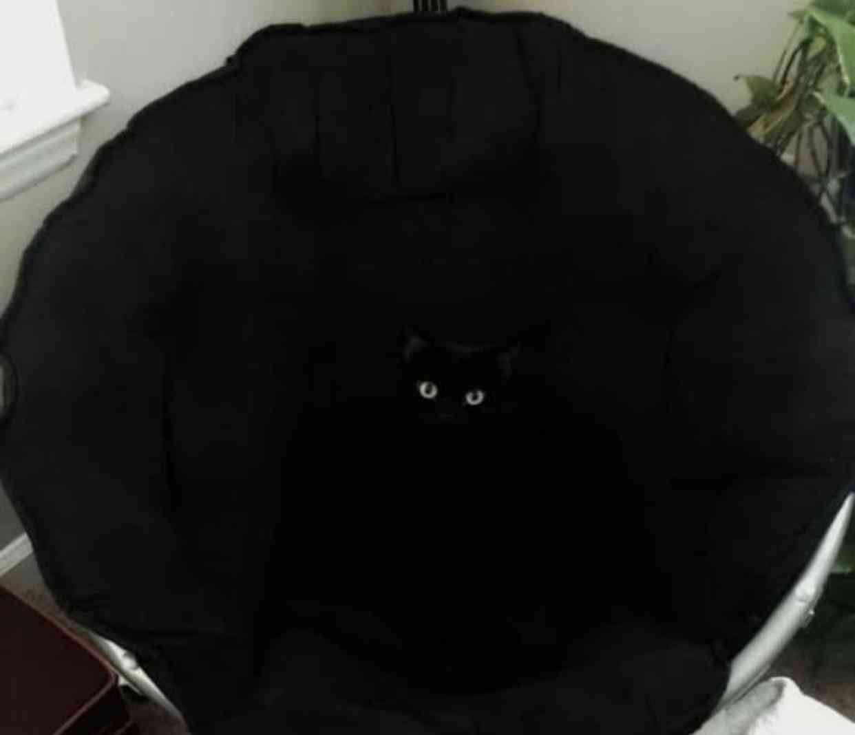 黒猫の擬態