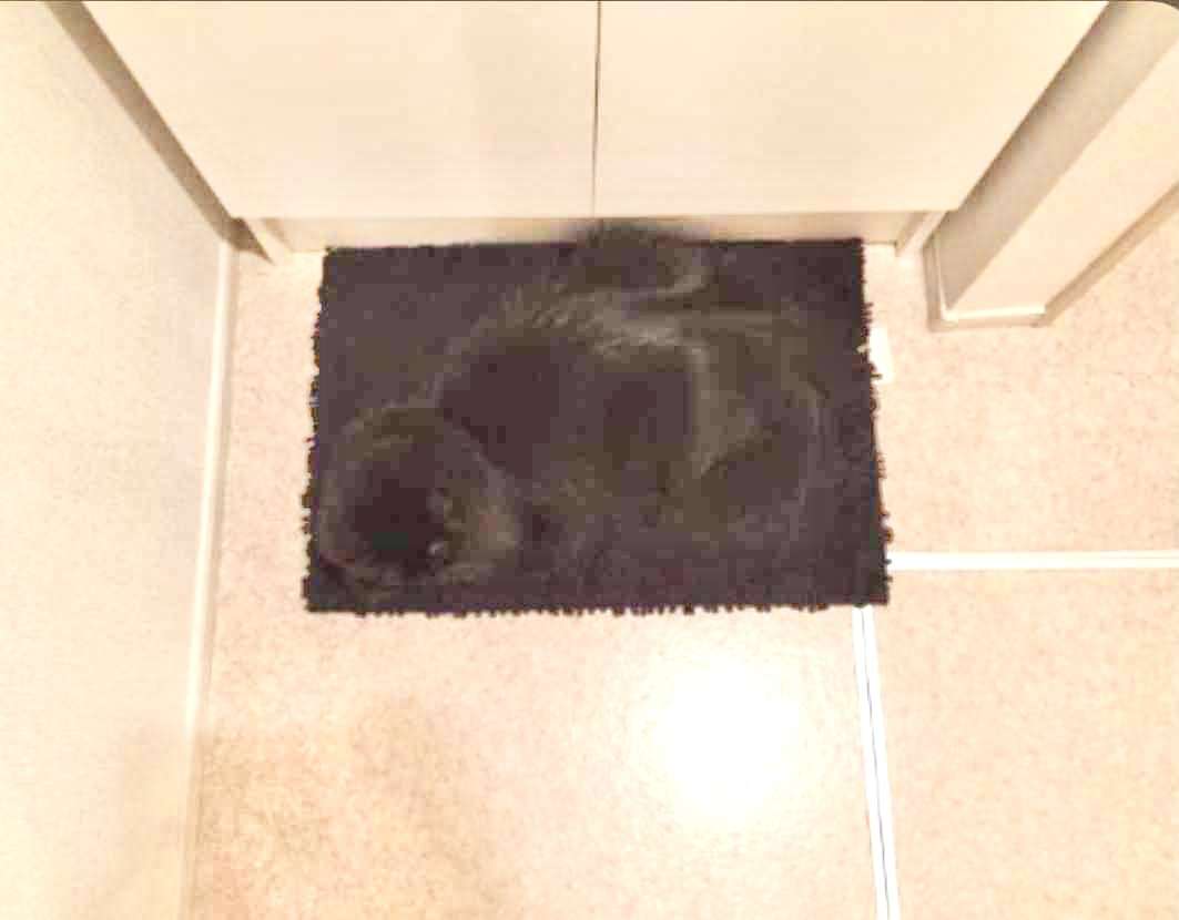 黒猫の擬態
