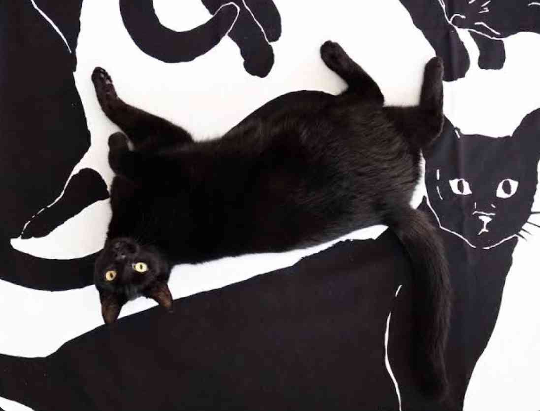 黒猫の擬態