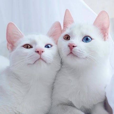 美しいと思うもの