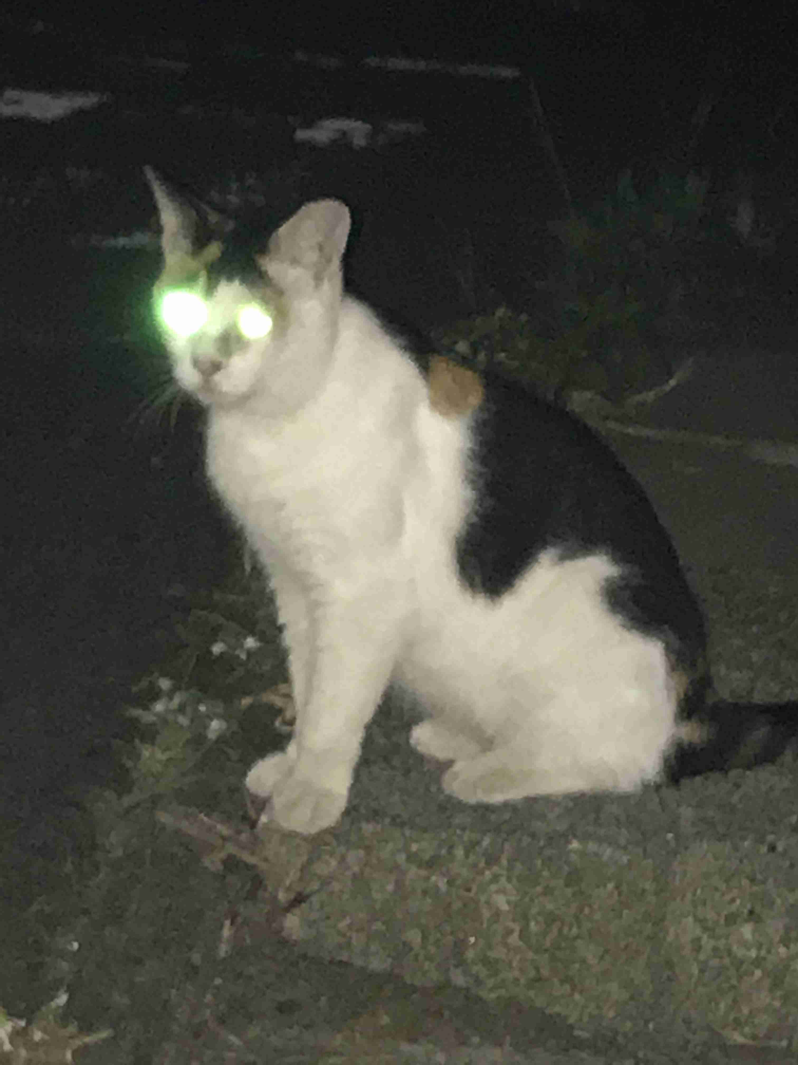 美しいと思うもの
