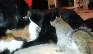 フォルダに保存してある画像で絶対に笑ってはいけないガルちゃん・7