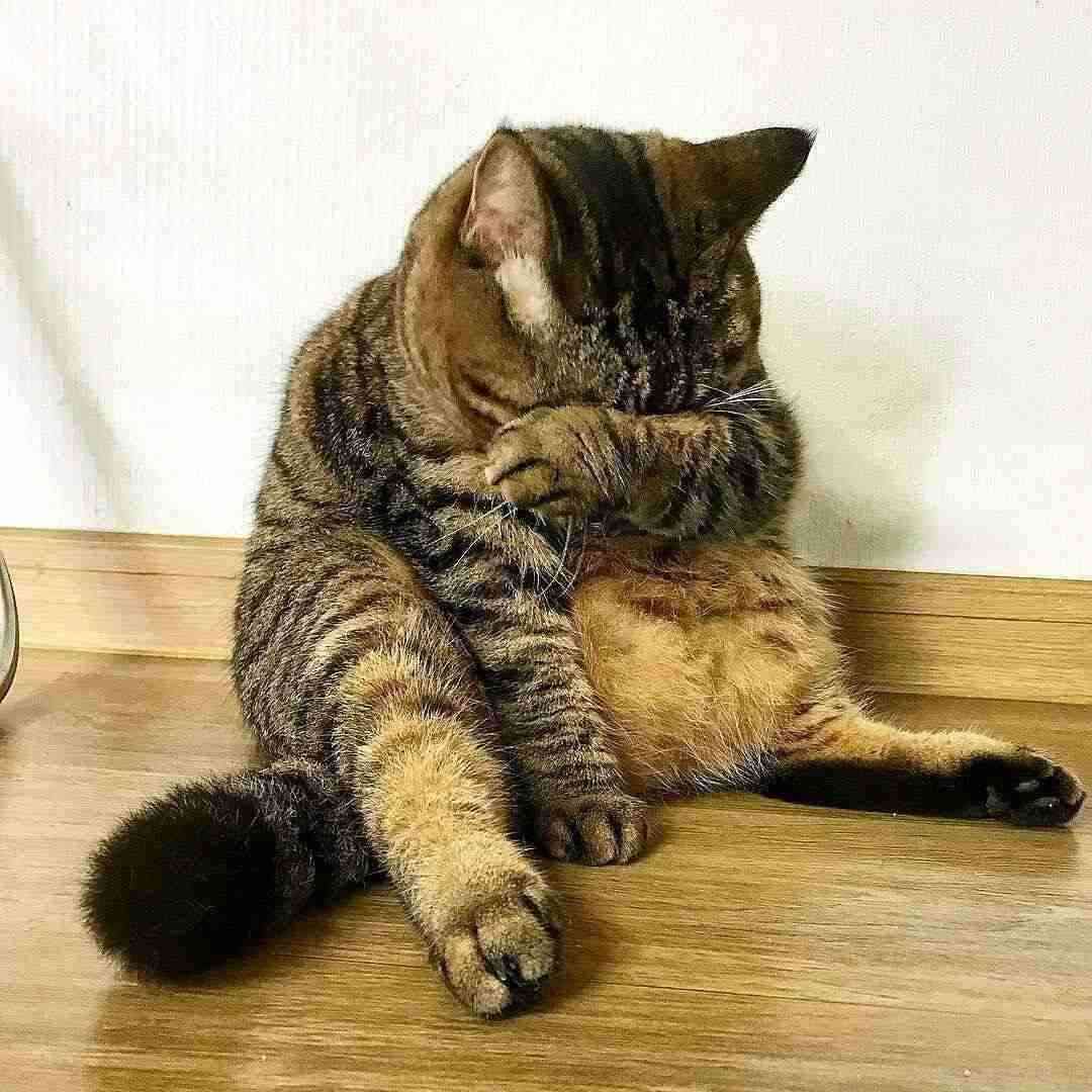 フォルダに保存してある画像で絶対に笑ってはいけないガルちゃん・7