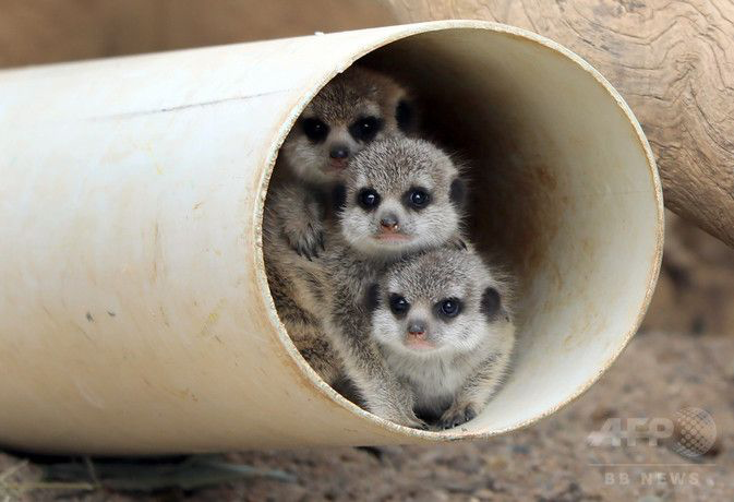 春に続々誕生！ゾウやキリン、キュートな“パンダヤギ”…「会いに行ける」全国の動物園、かわいすぎる赤ちゃん大集合