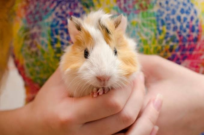 春に続々誕生！ゾウやキリン、キュートな“パンダヤギ”…「会いに行ける」全国の動物園、かわいすぎる赤ちゃん大集合