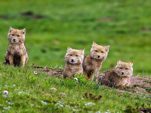 春に続々誕生！ゾウやキリン、キュートな“パンダヤギ”…「会いに行ける」全国の動物園、かわいすぎる赤ちゃん大集合