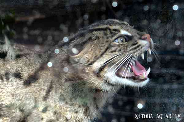 三つ子のスナドリネコ公開　鳥羽水族館「可愛い姿、見逃さないで」