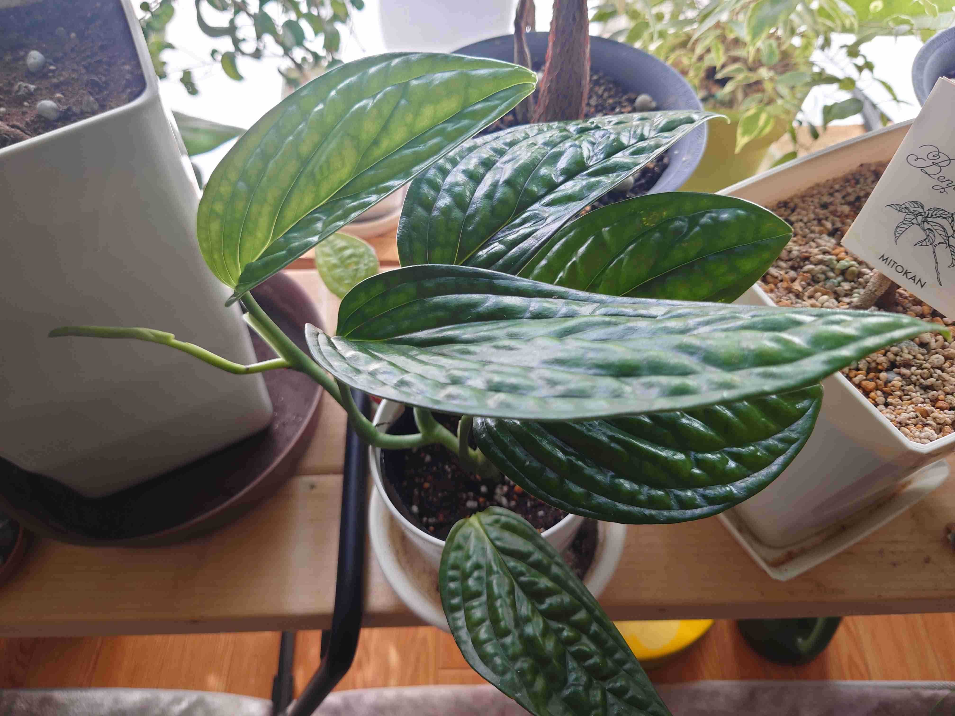 観葉植物を見せてください🌿Part4