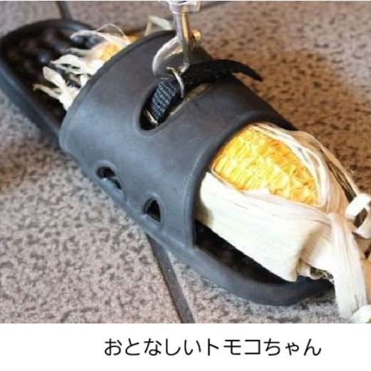 「不覚にも癒されてしまった」 SNS驚きの「たわし散歩サークル」って一体何?当事者が語る活動の魅力