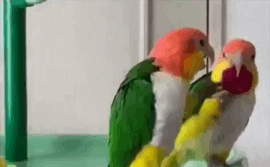 ガルちゃんでよく見る画像