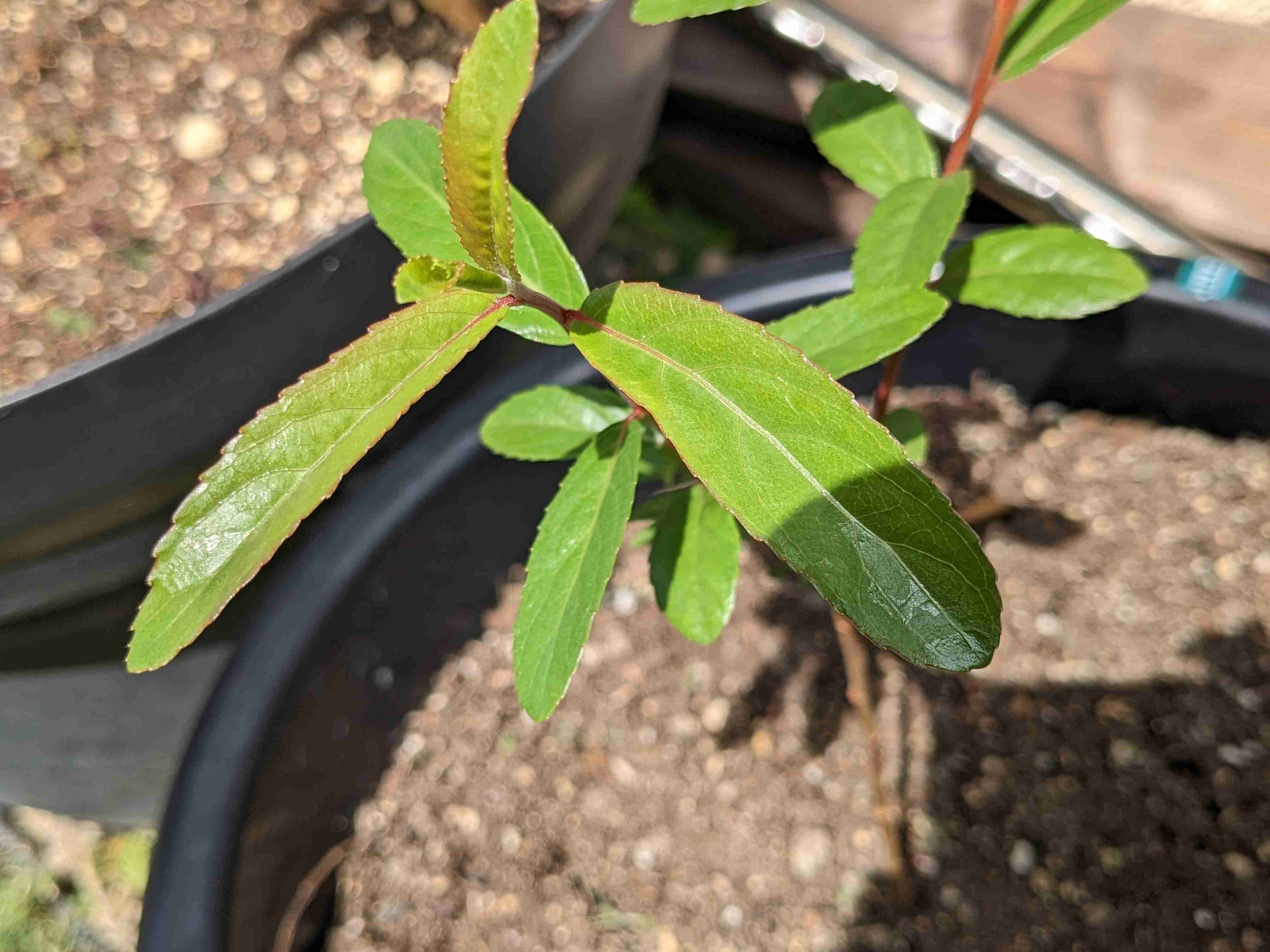 ガーデニングの失敗あるある