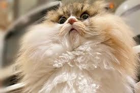 とにかく平和に雑談するトピpart14