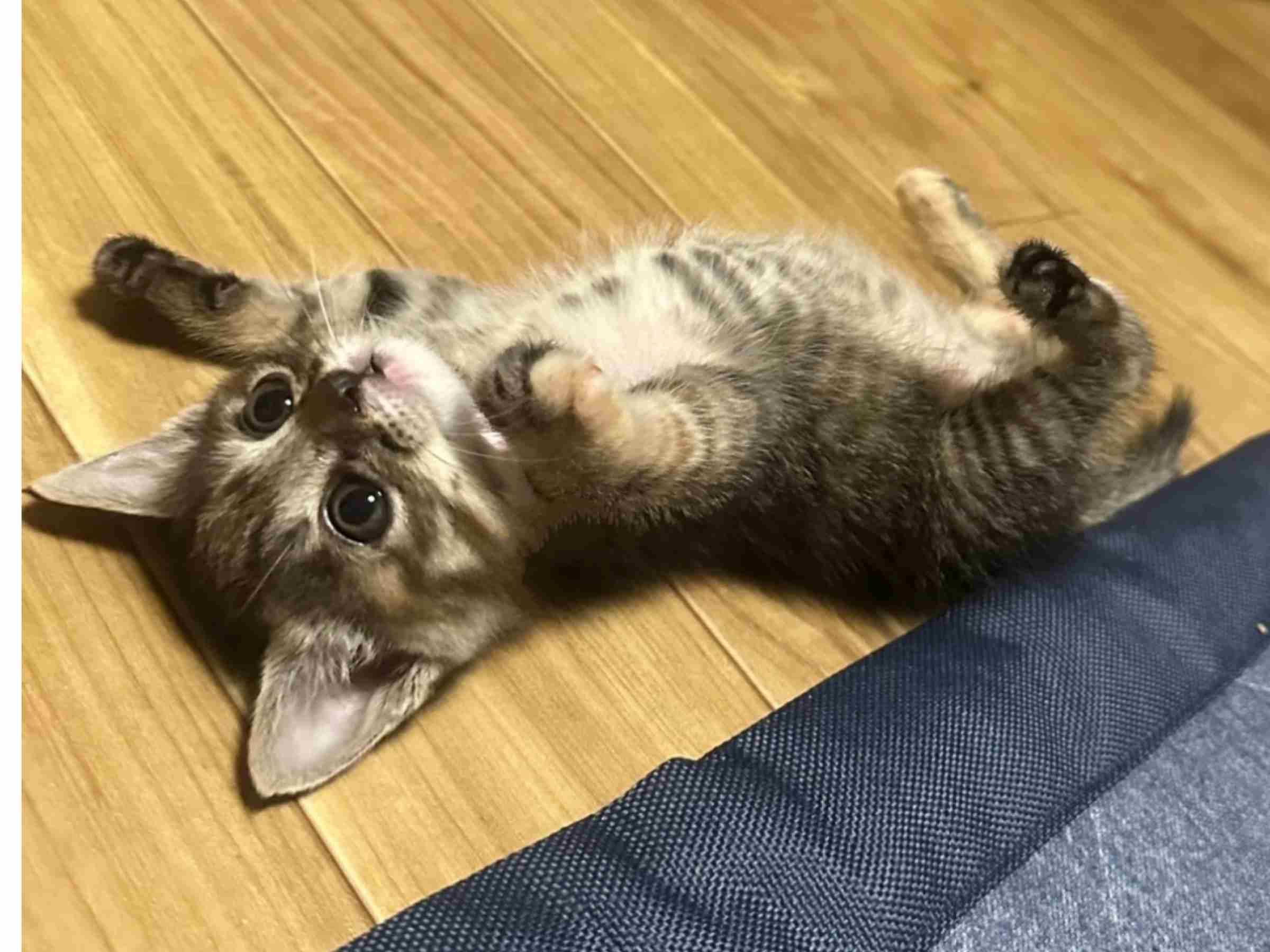 とにかく平和に雑談するトピpart14