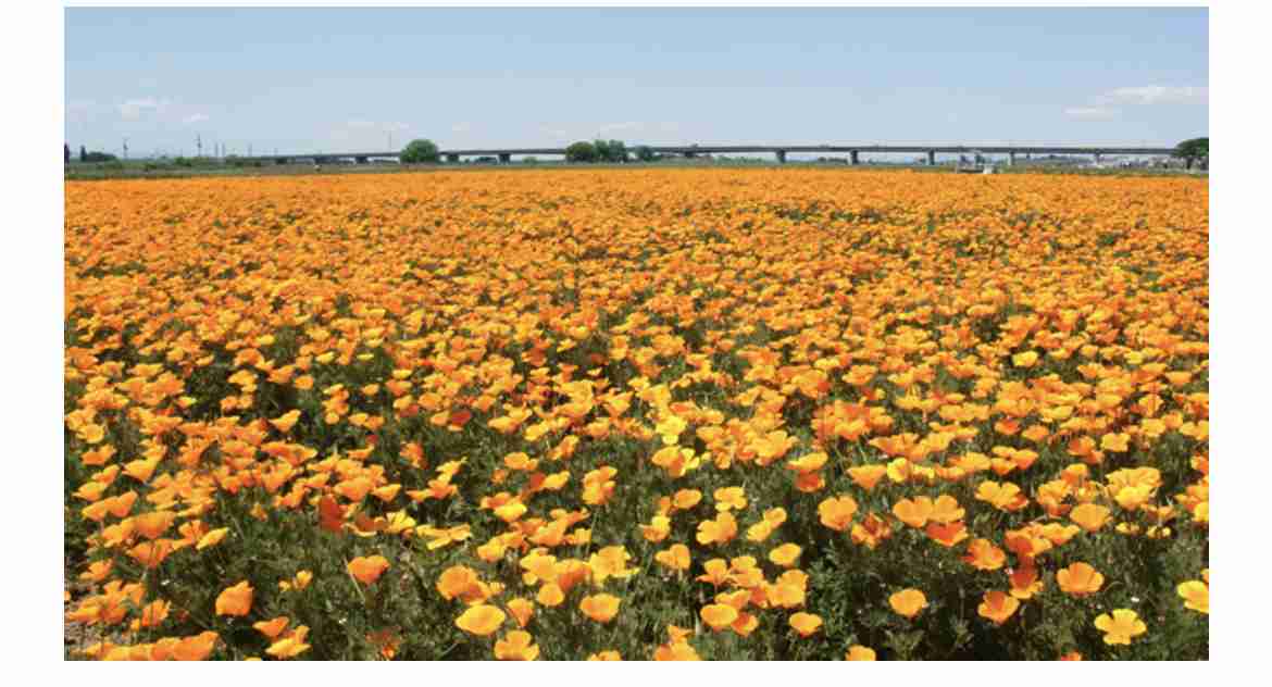 野生ケシ、京都で急増　4年で4倍以上　府「抜かずに通報を」