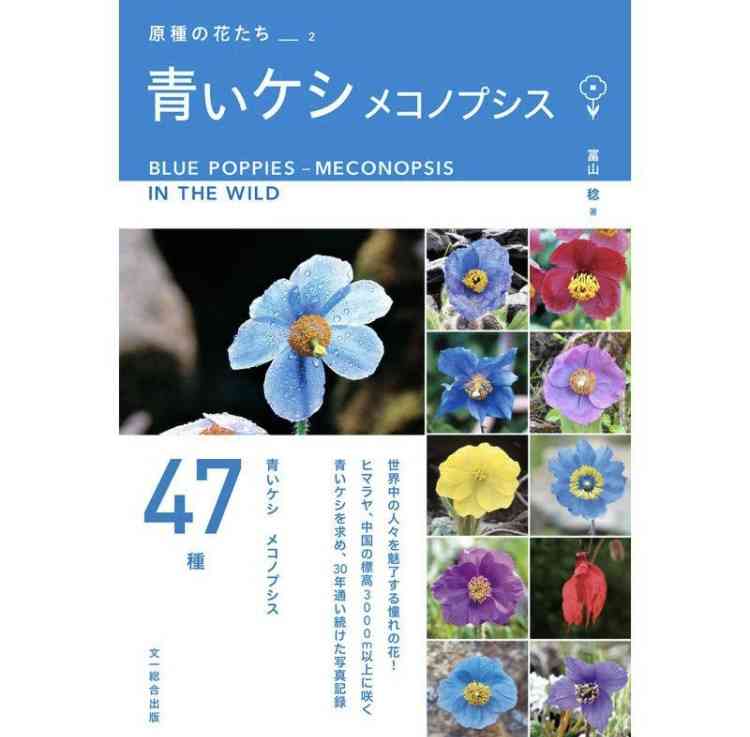野生ケシ、京都で急増　4年で4倍以上　府「抜かずに通報を」