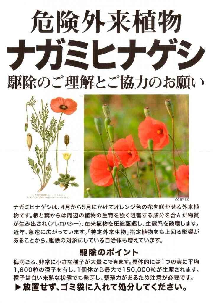 野生ケシ、京都で急増　4年で4倍以上　府「抜かずに通報を」