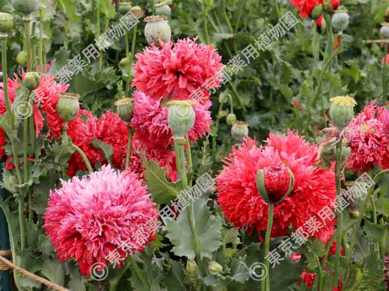 野生ケシ、京都で急増　4年で4倍以上　府「抜かずに通報を」