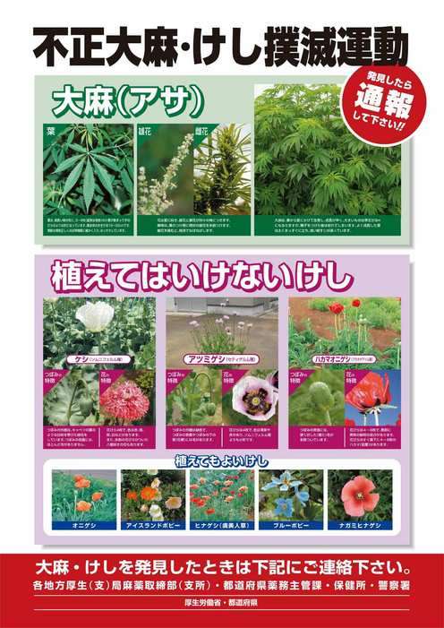 野生ケシ、京都で急増　4年で4倍以上　府「抜かずに通報を」