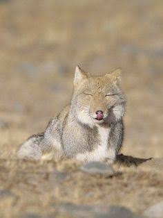 ゴールデンレトリバーの画像が集まるトピ