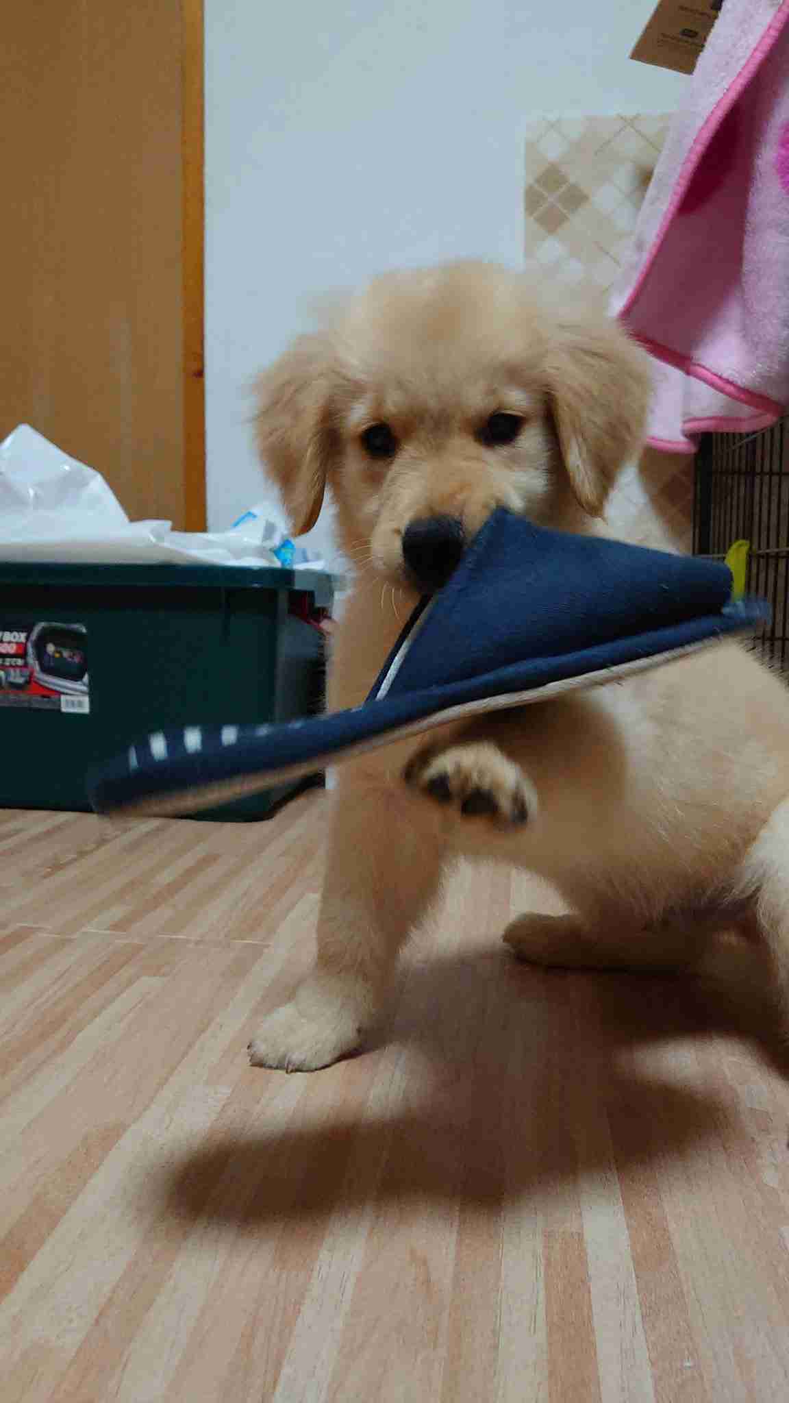ゴールデンレトリバーの画像が集まるトピ