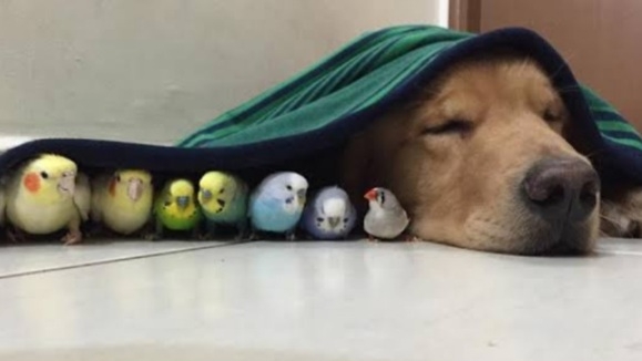 ゴールデンレトリバーの画像が集まるトピ